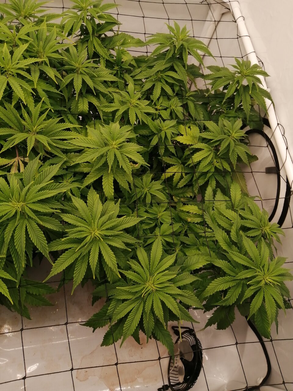 Cheese Scrog Day 3 Of Flower
