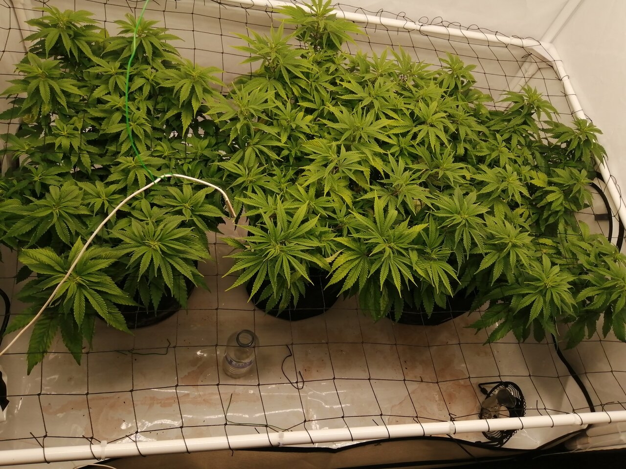 Cheese Scrog Day 3 Of Flower