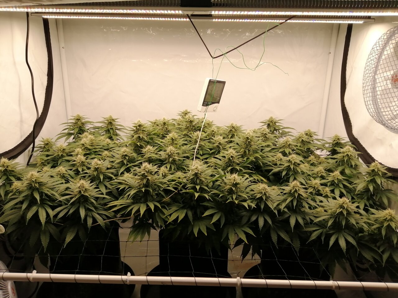 Cheese Scrog Day 30 Of Flower