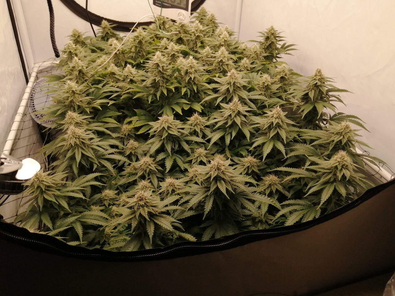 Cheese Scrog Day 37 Of Flower