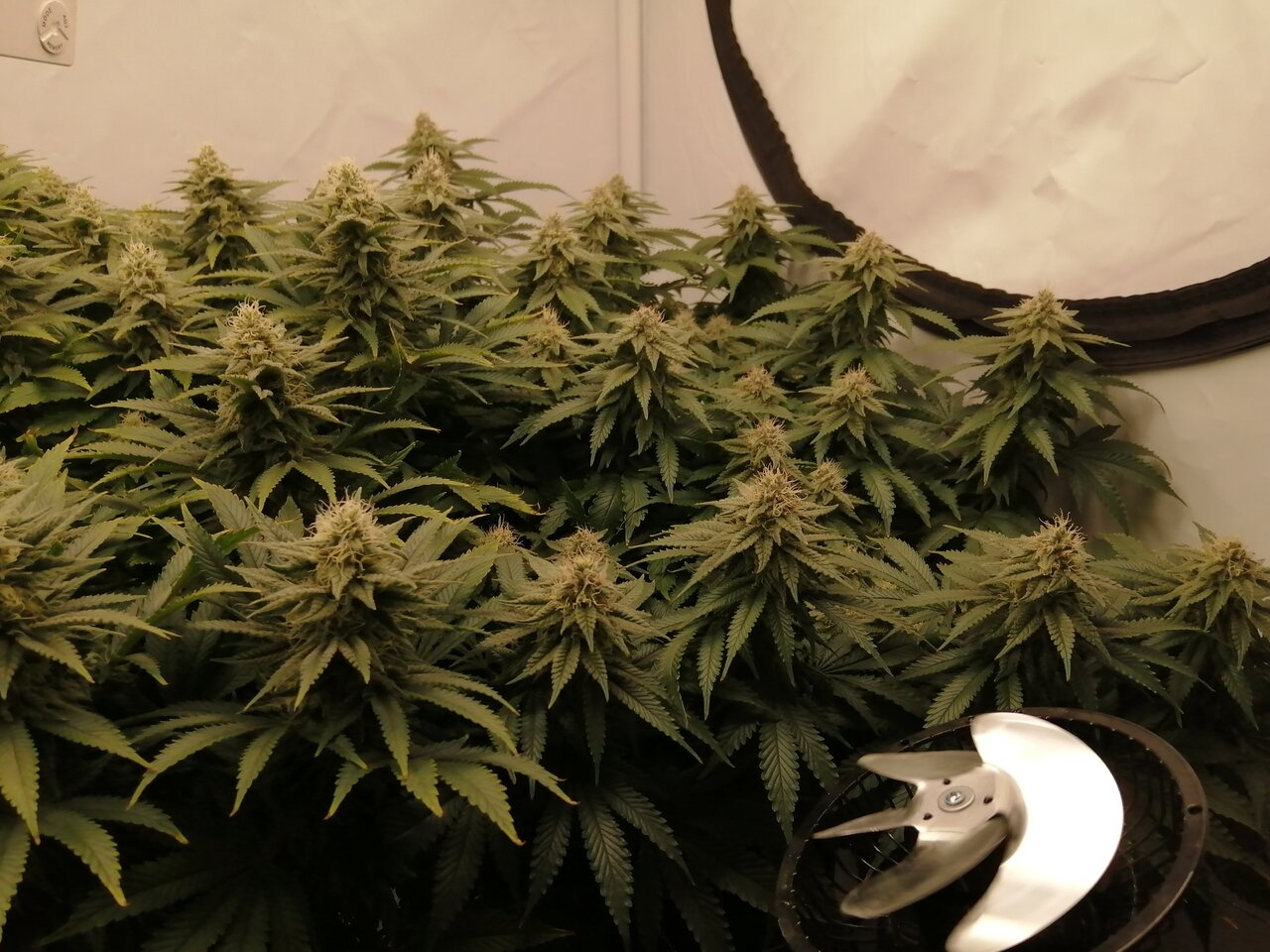 Cheese Scrog Day 37 Of Flower