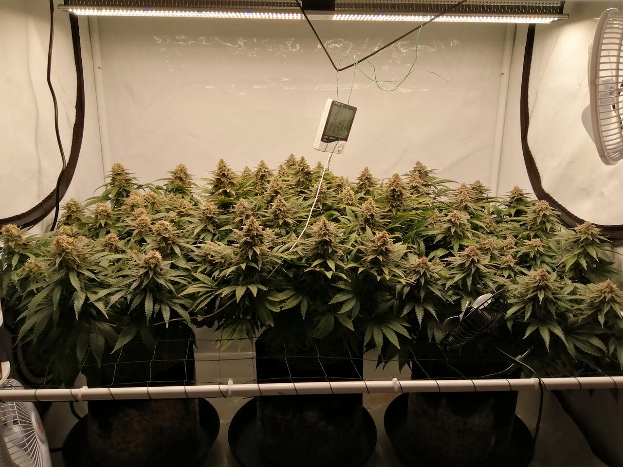 Cheese Scrog Day 48 Of Flower