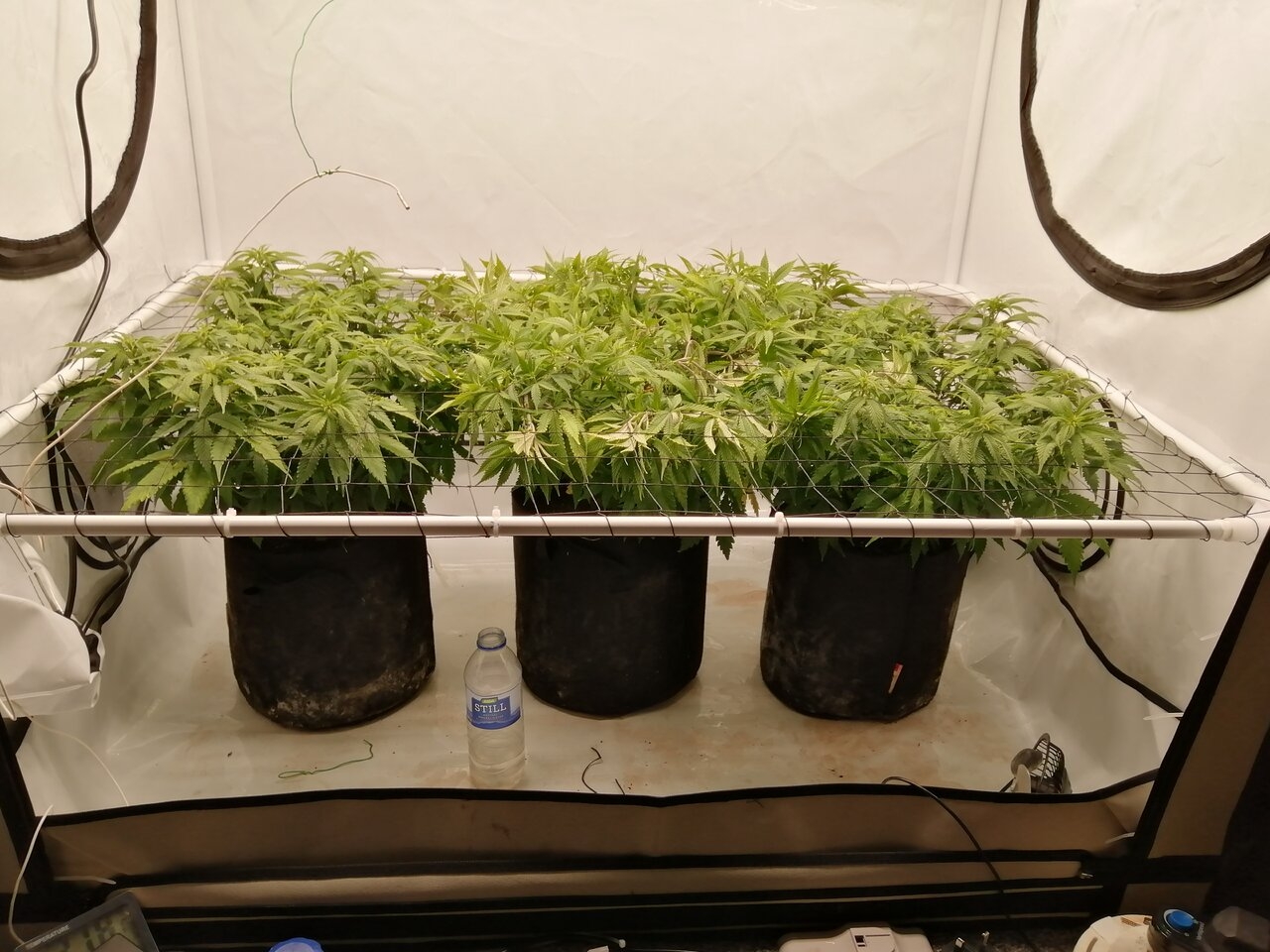Cheese Scrog Day 5 Of Flower