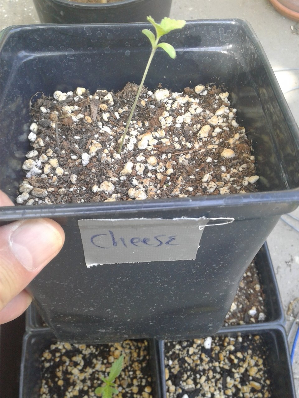 Cheese seedling