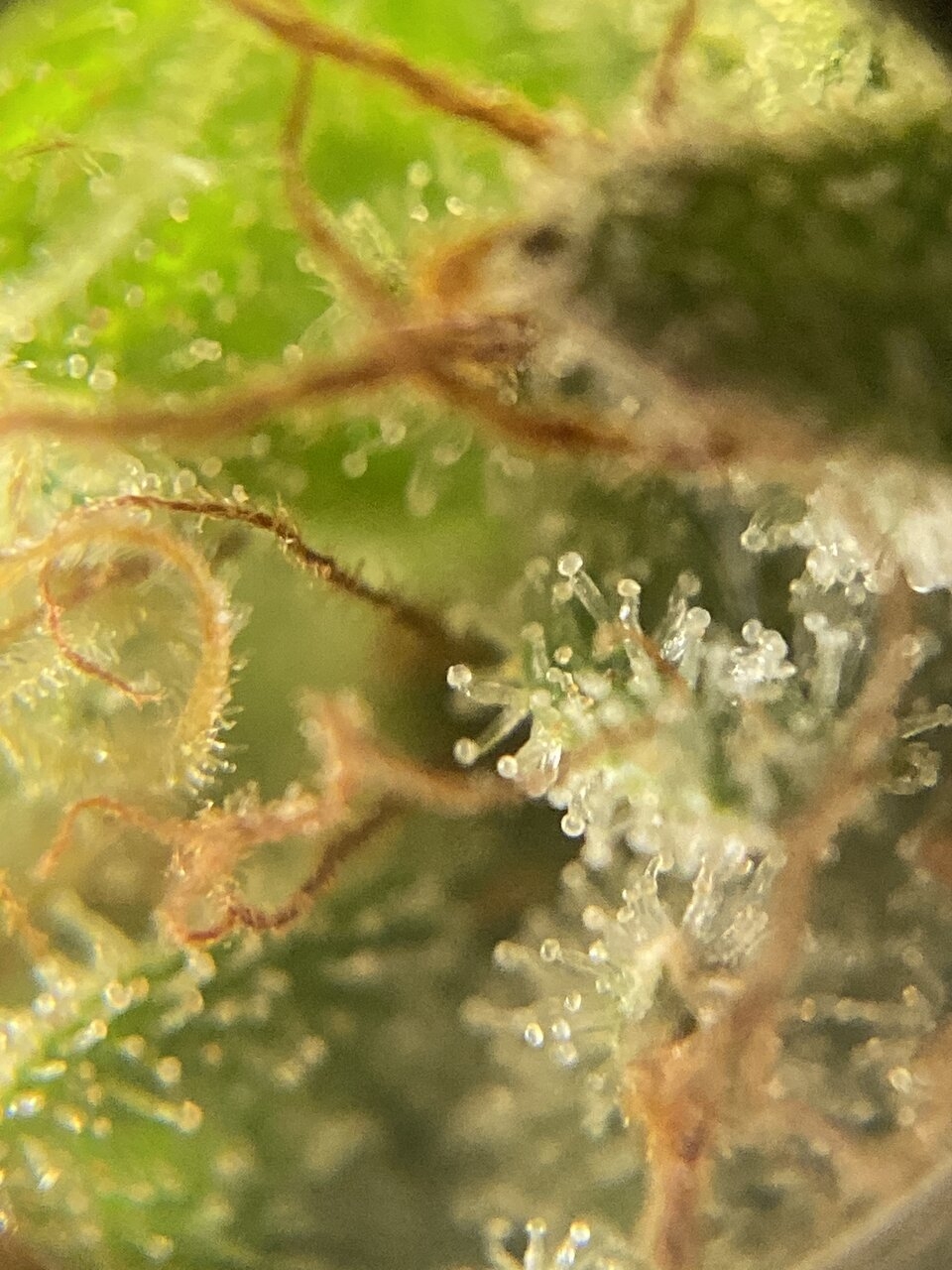 cheese trichomes day 54