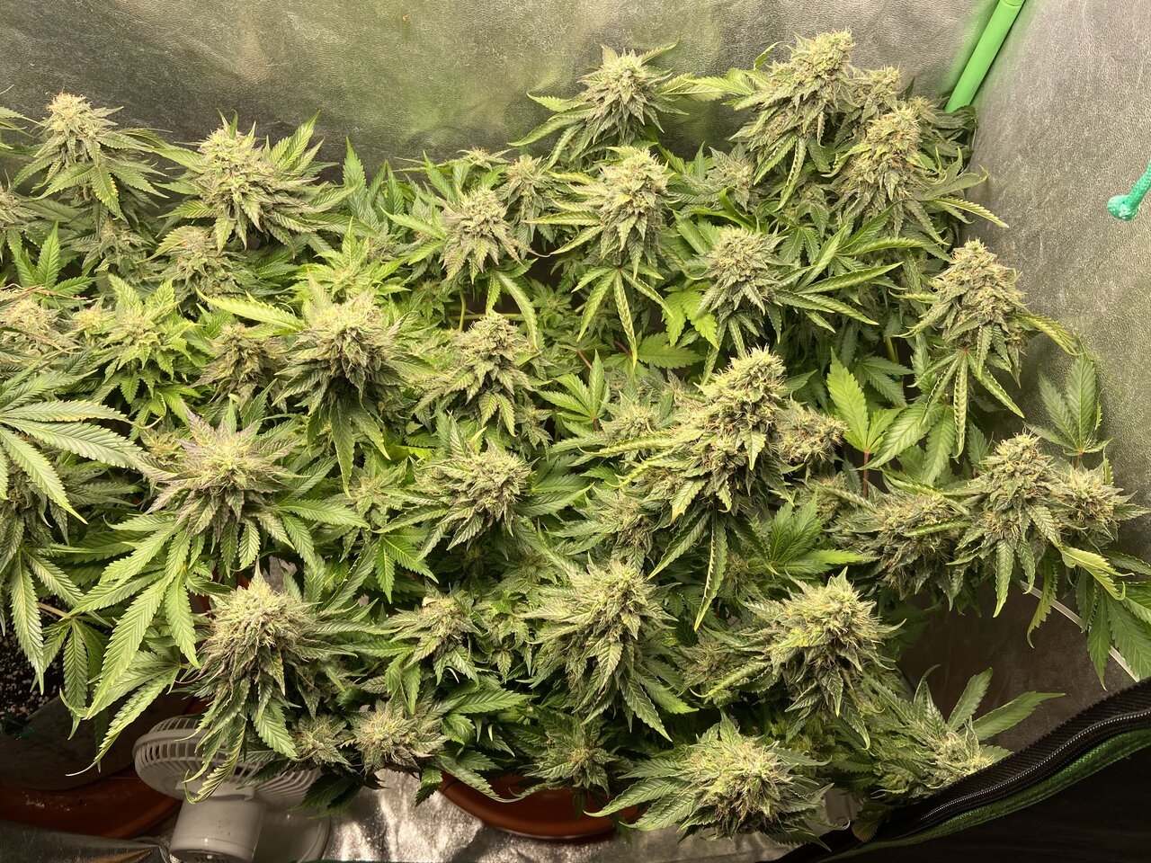 Chemdawg #4. A bit over 5 weeks. Bigger plant.