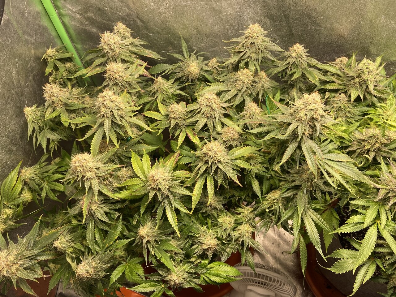 Chemdawg #4. A bit over 5 weeks. Stunted plant.