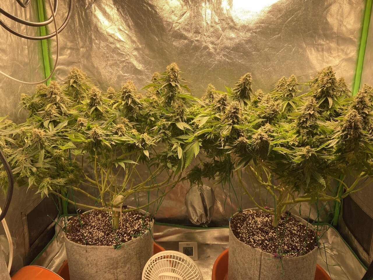 Chemdawg #4. A bit over 5 weeks. Tent shot.