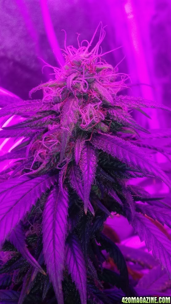 Chiesel 42 days flowering tent