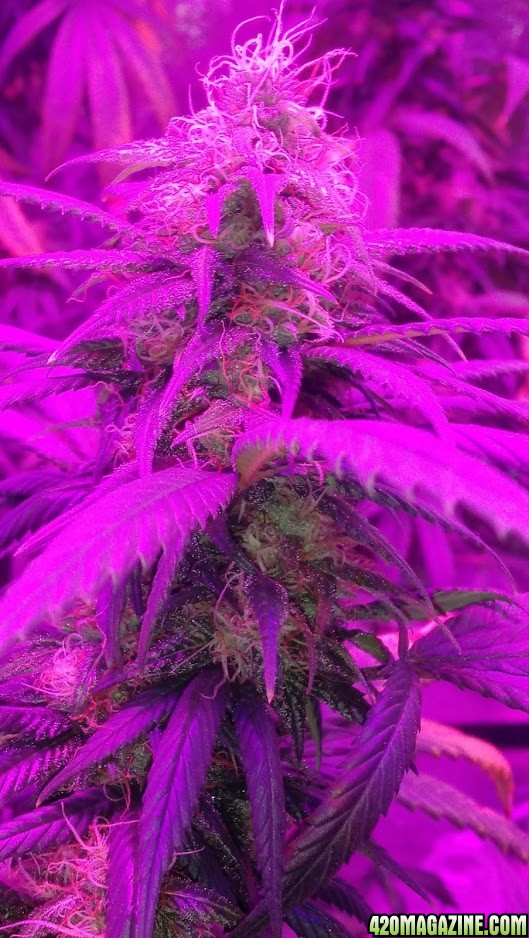 Chiesel day 42 flower