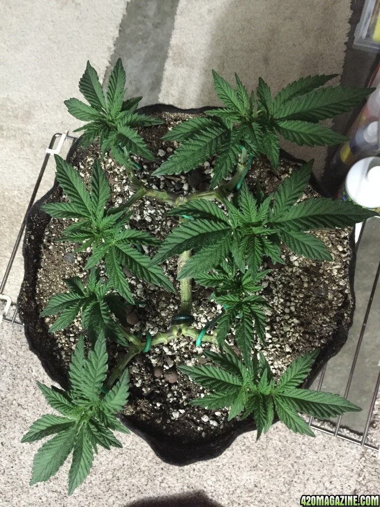 Chocolate Mint OG, Sprout to Flower