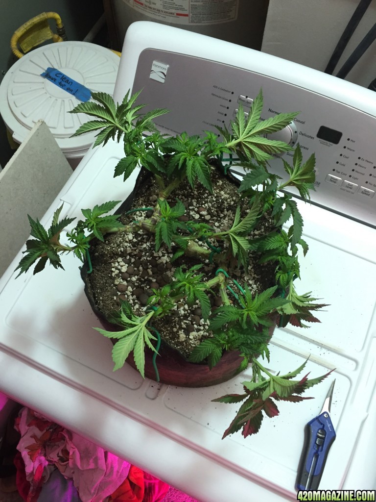 Chocolate Mint OG, Sprout to Flower
