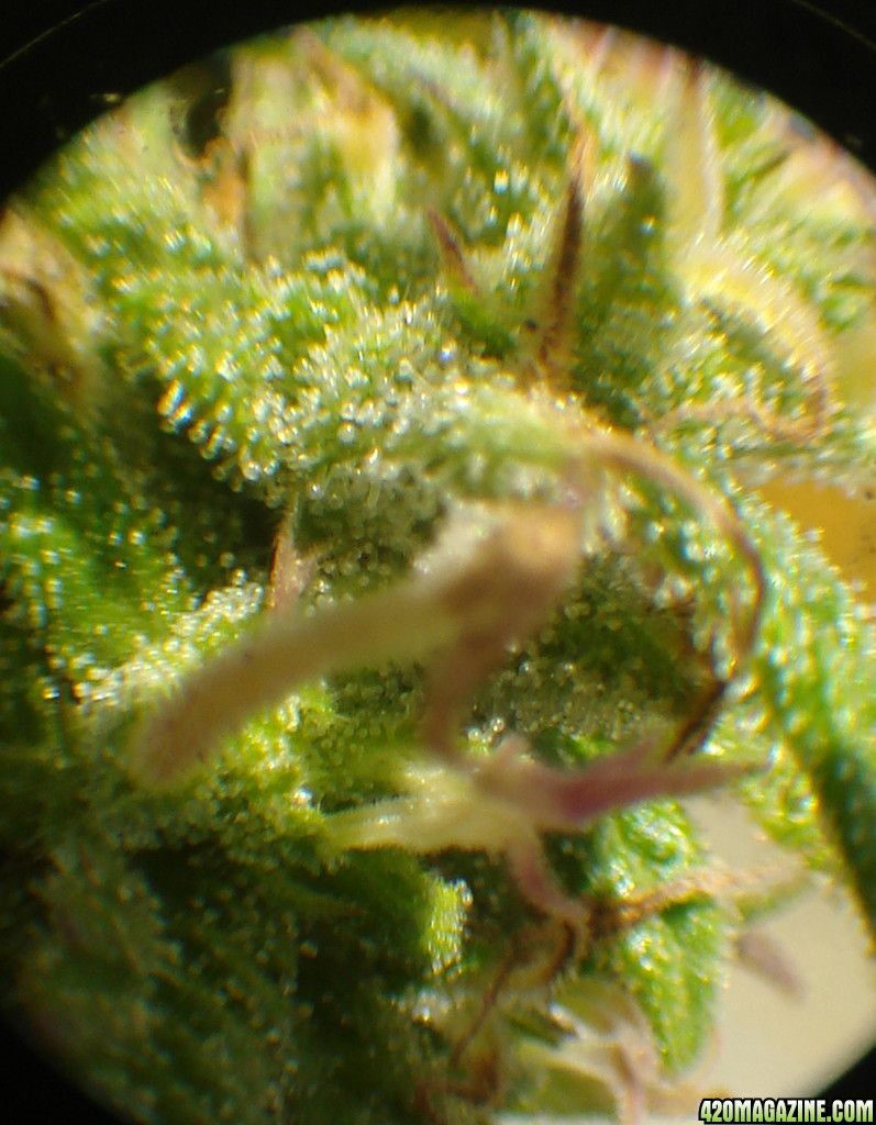 Clear and cloudy trichomes