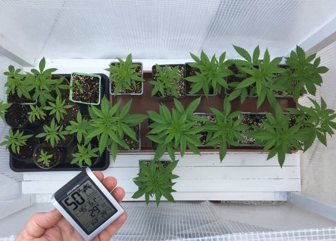 Climate in the mini-greenhouse