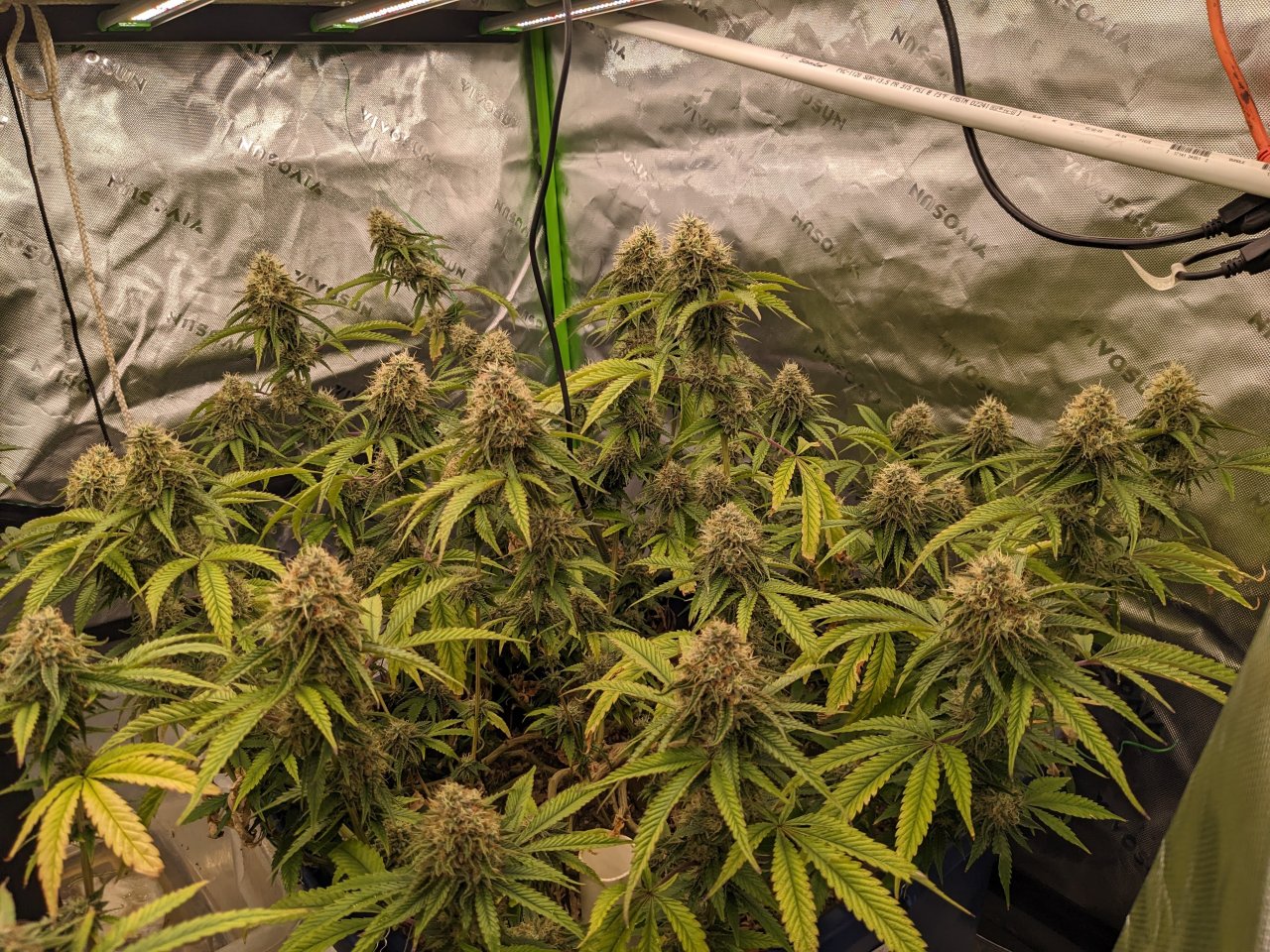 Clone A02 41 Days Flowering