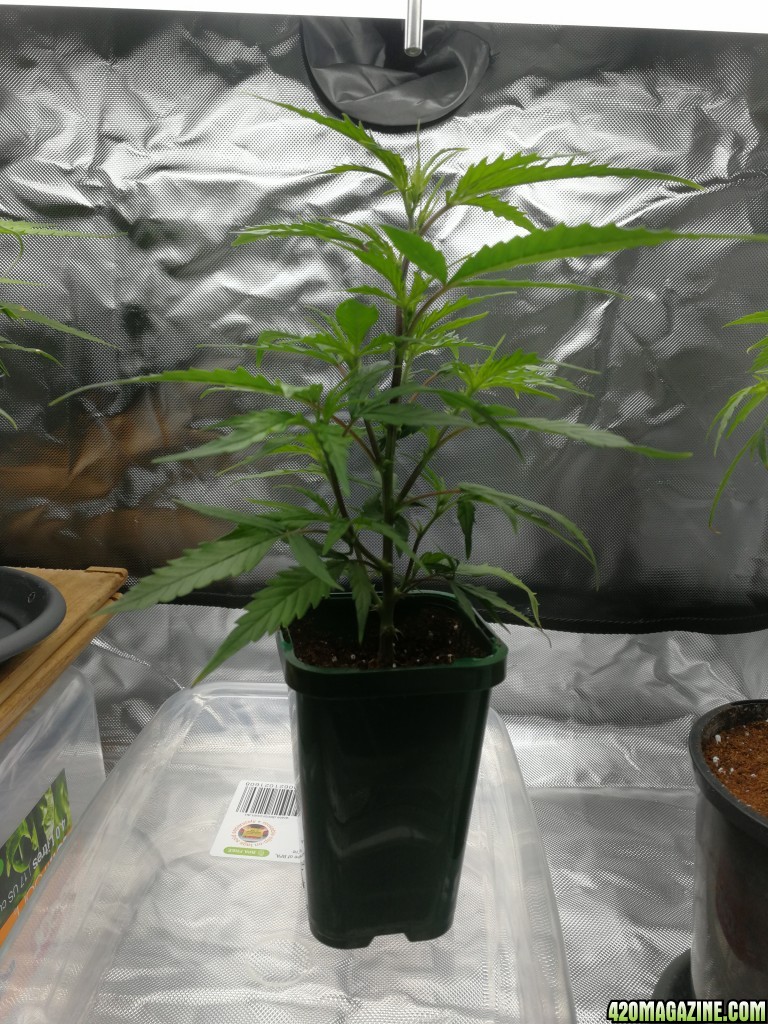 Clone ready for topping