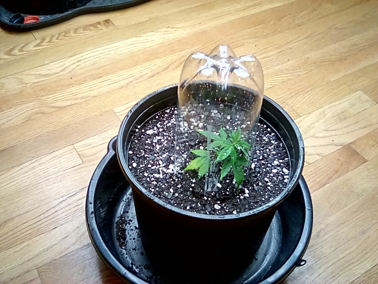 Clone under lights with soda bottle dome for root set in new soil.