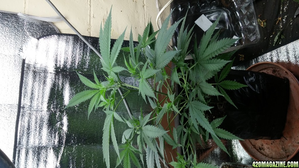 Clones and 1 bag seed
