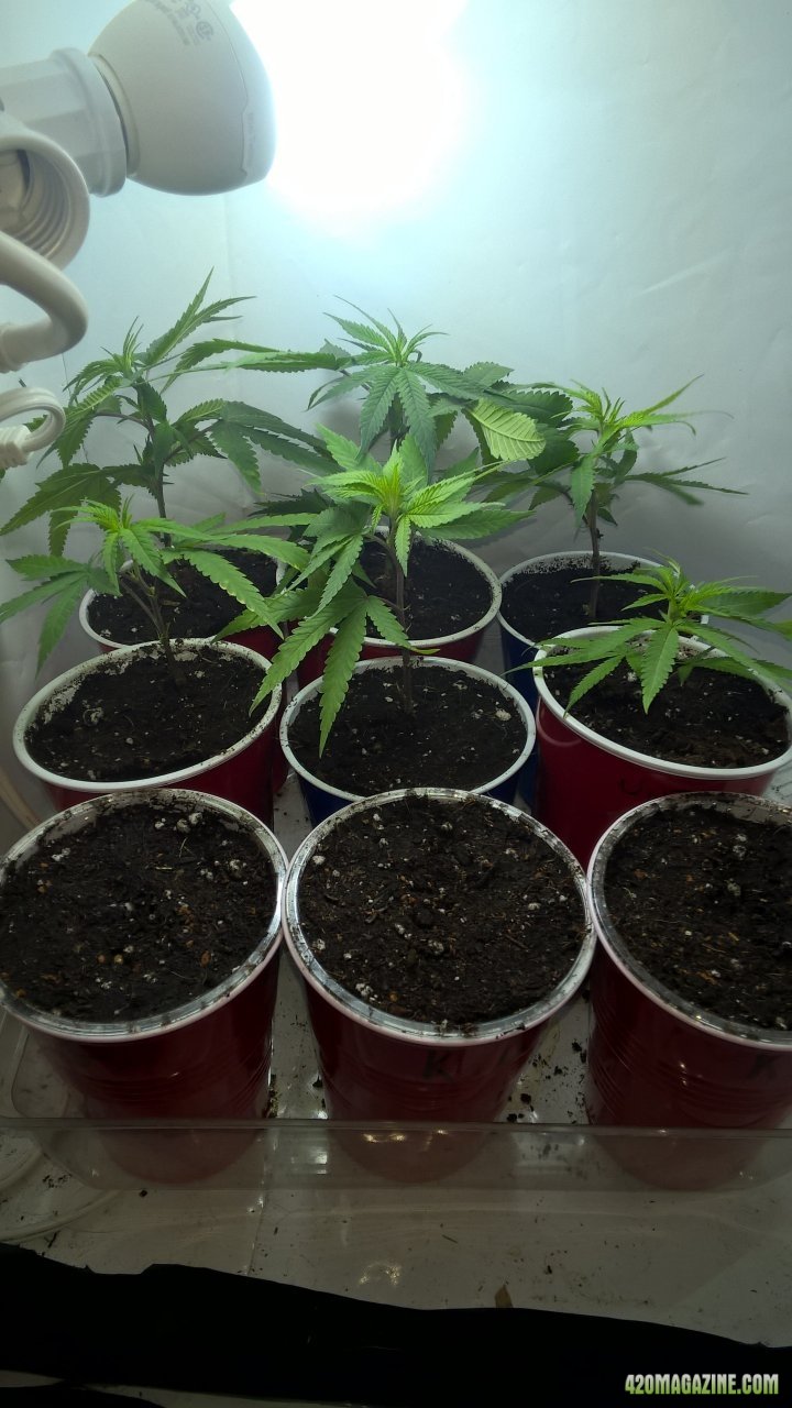 clones and seedlings