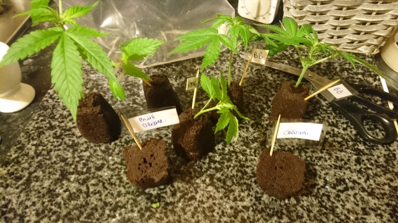 Clones and Seeds
