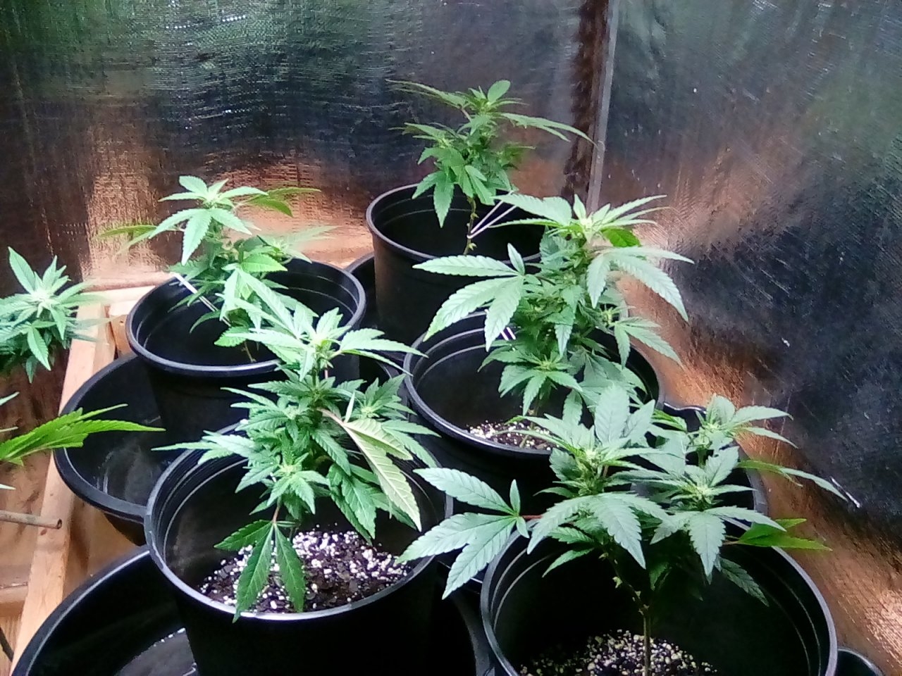 Clones at day 17 fast flip no vegging straight into flower