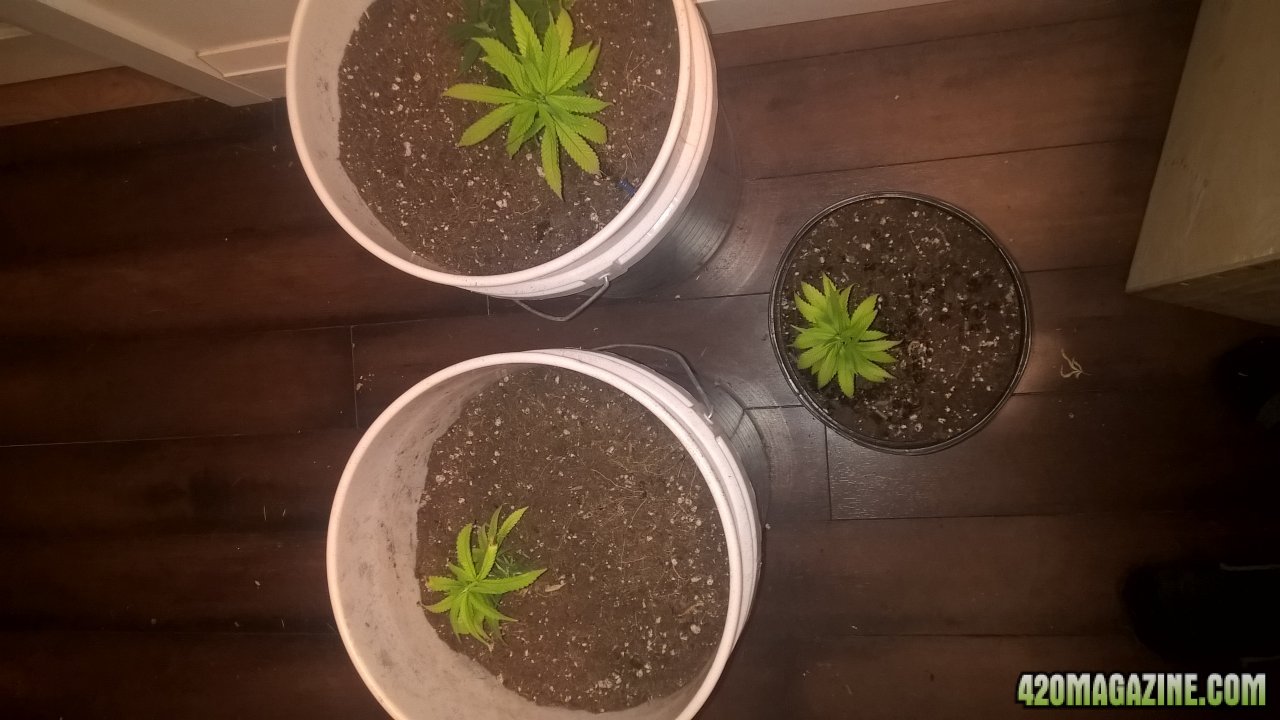 clones in new homes