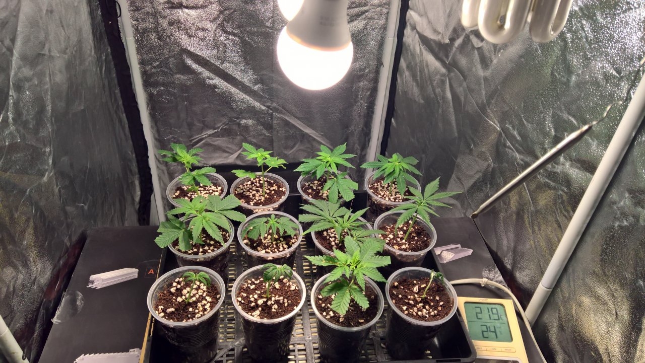 Clones, rooted in 70/30.