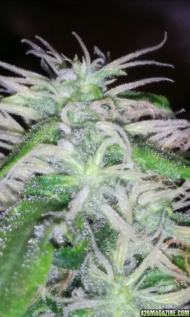 Close up of heavyweight seeds dream machine 14 weeks from switch 12/12