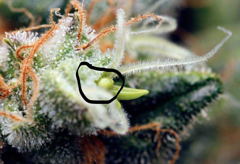 closeup-example-of-herm-cannabis-banana_LI.jpg