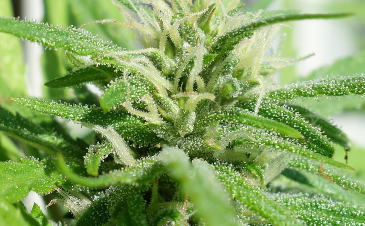 Closeup of a developing bud of 3-WWG