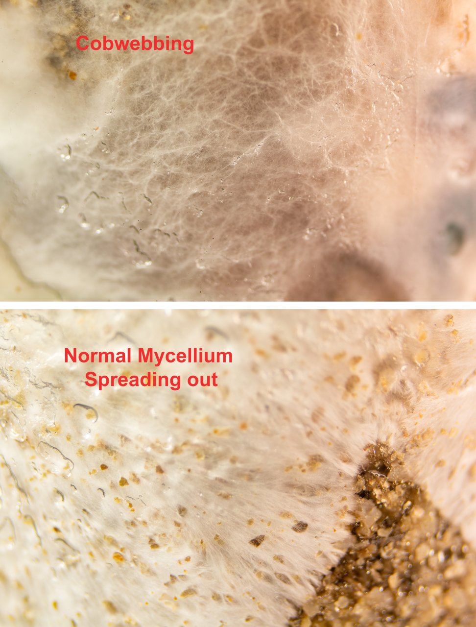 Cobwebbing Mold vs Mycelium Growth.jpg