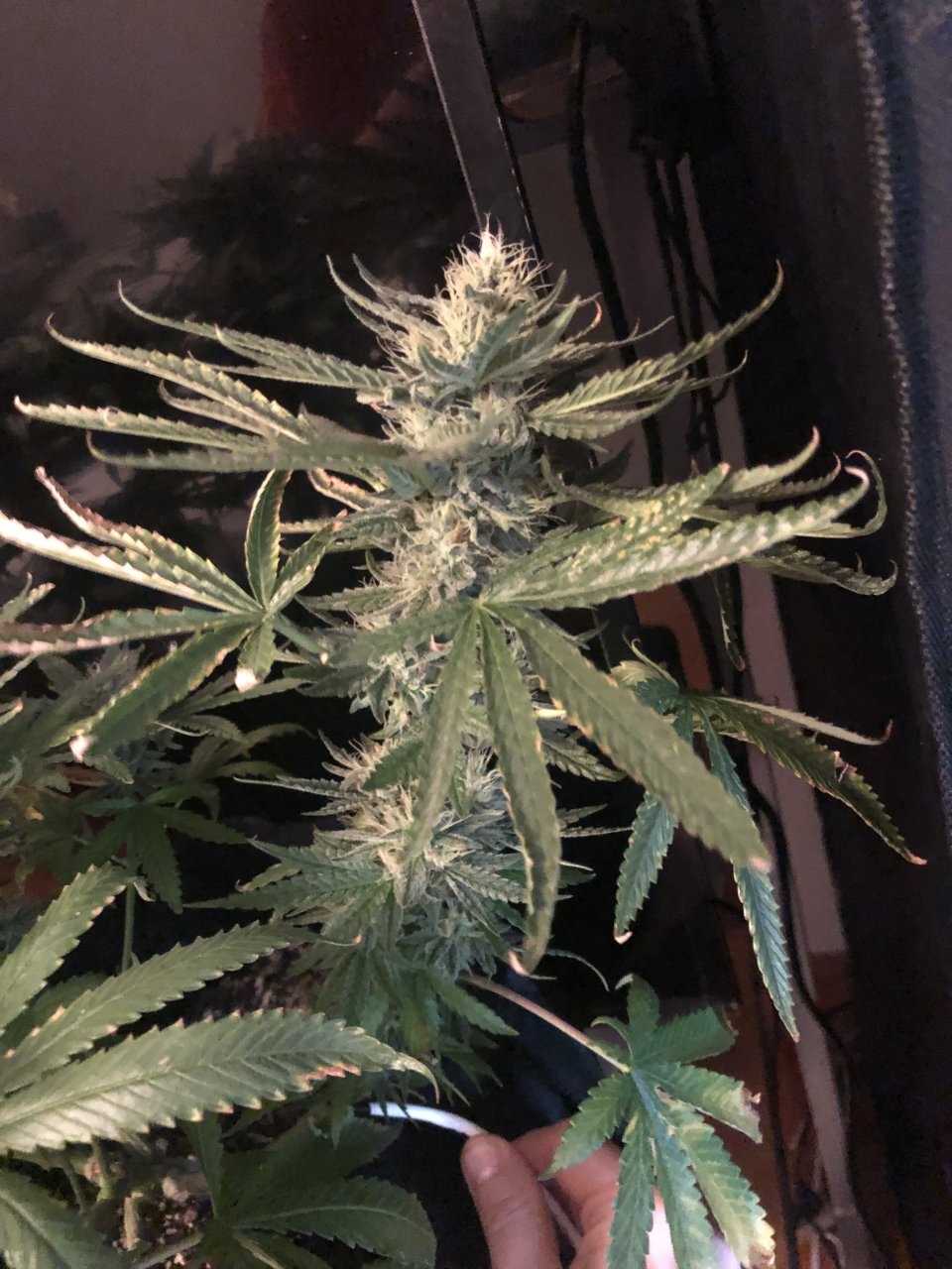 Cola really fattening up now week 6.5