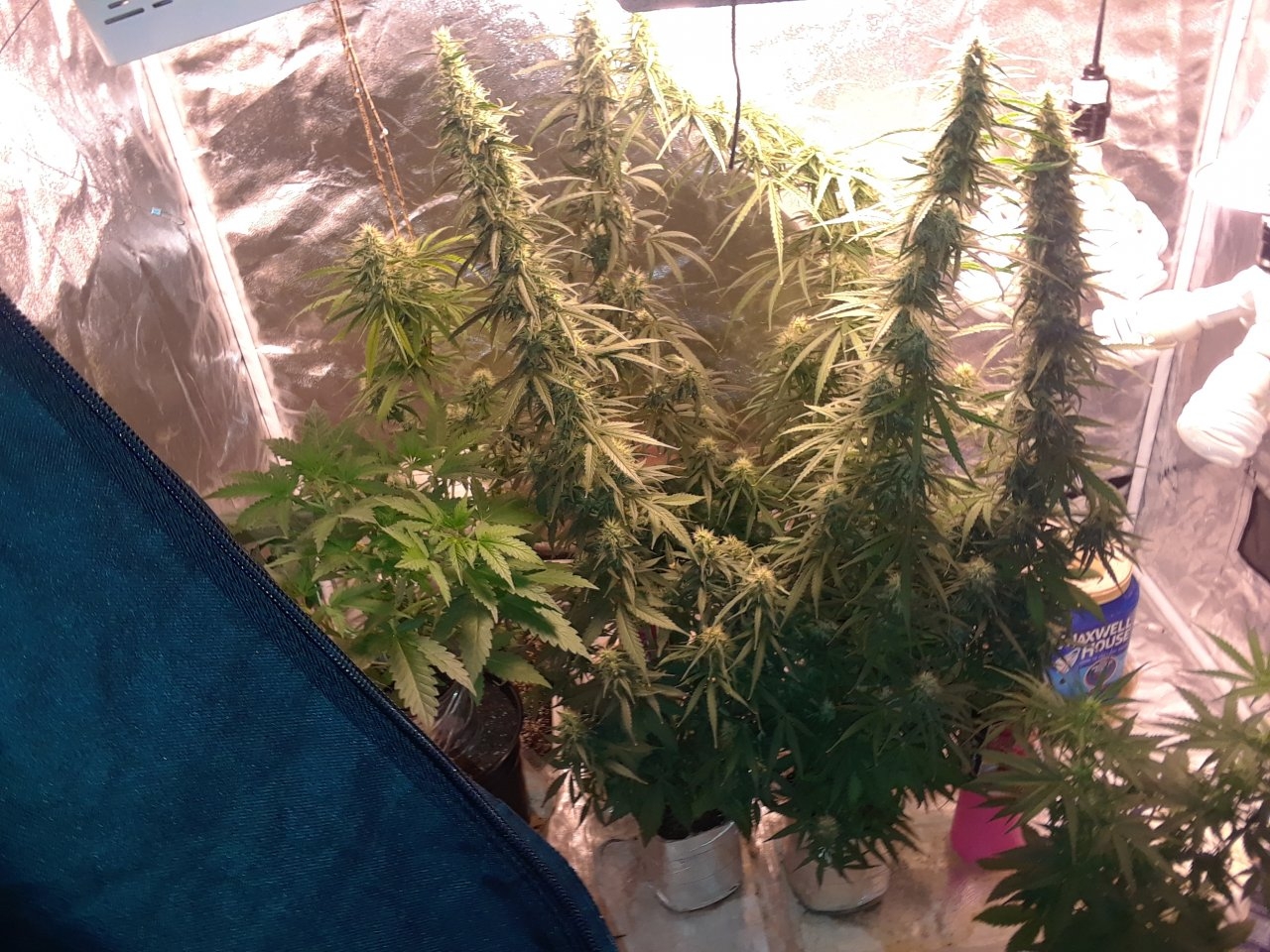 Colas are swelling up