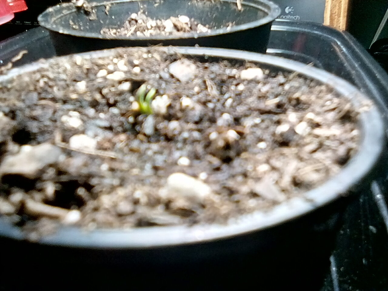 Come on little one you can do it come on.Day one Fruity pebbles fem seed.