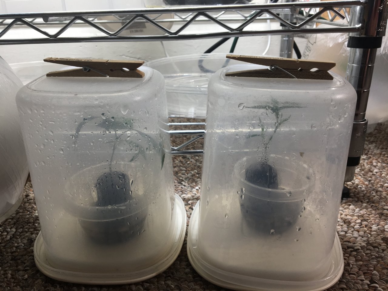 Containers for clones