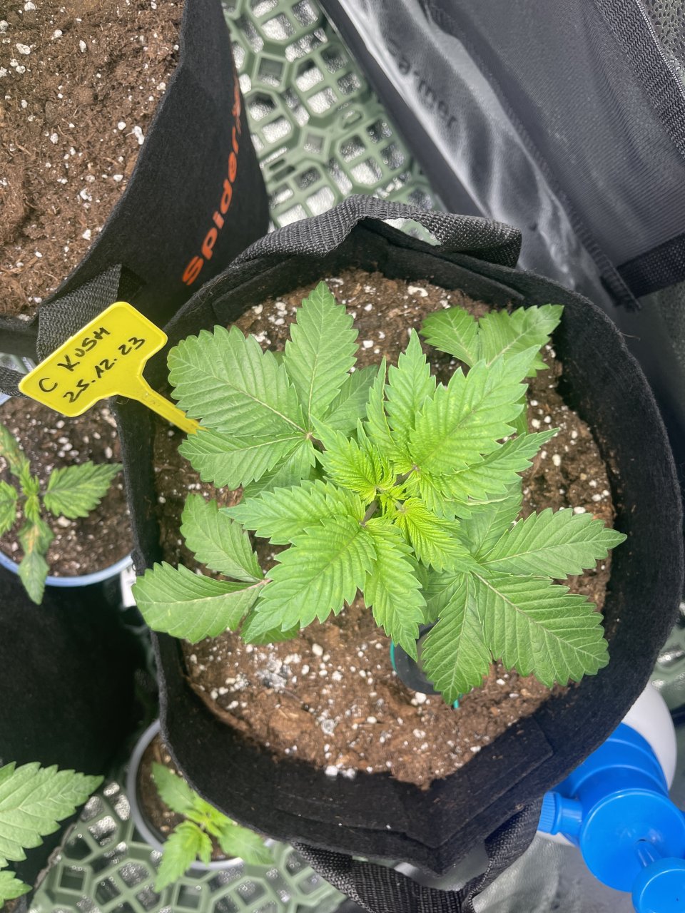 Critical Kush - day 22 - top view