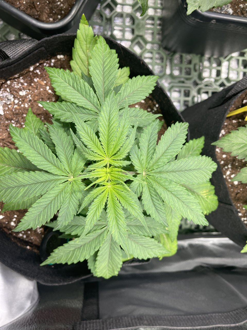 Critical Kush - day 29 - Top view
