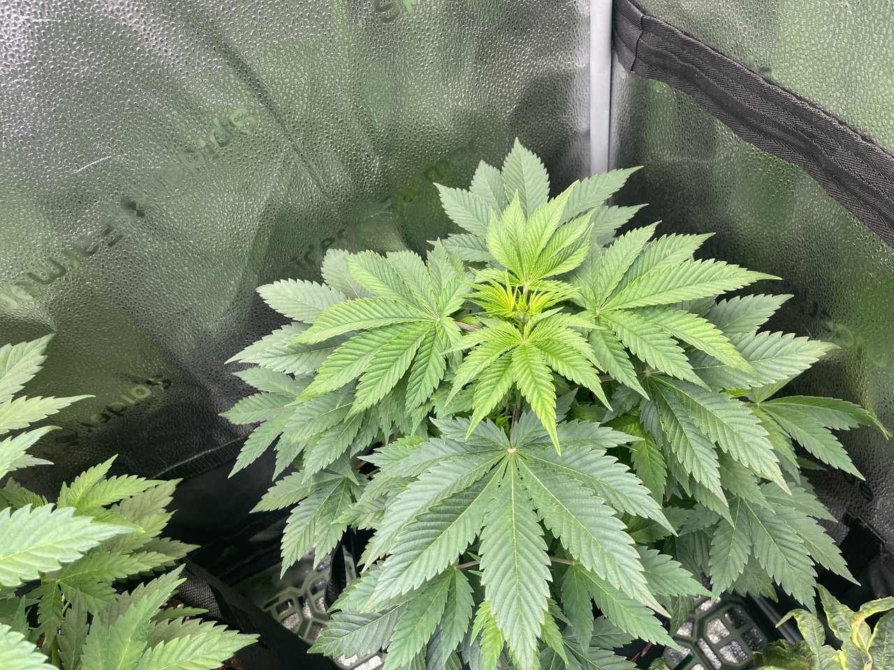Critical Kush - day 42 - top view