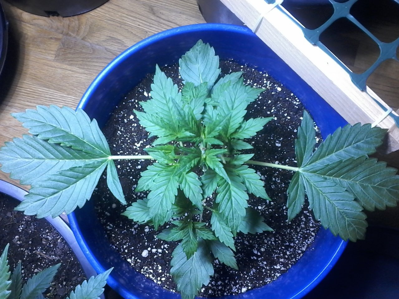 Critical purple auto with hybrid vigor got topped then top two fan shaders removed for light penetration so side shoots can hit the canopy.