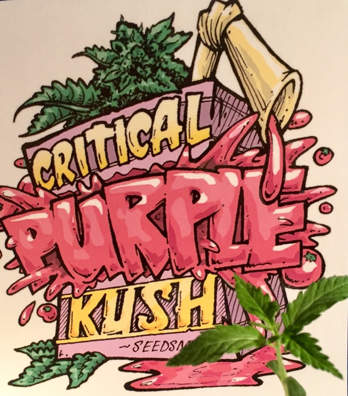 Critical Purple Kush