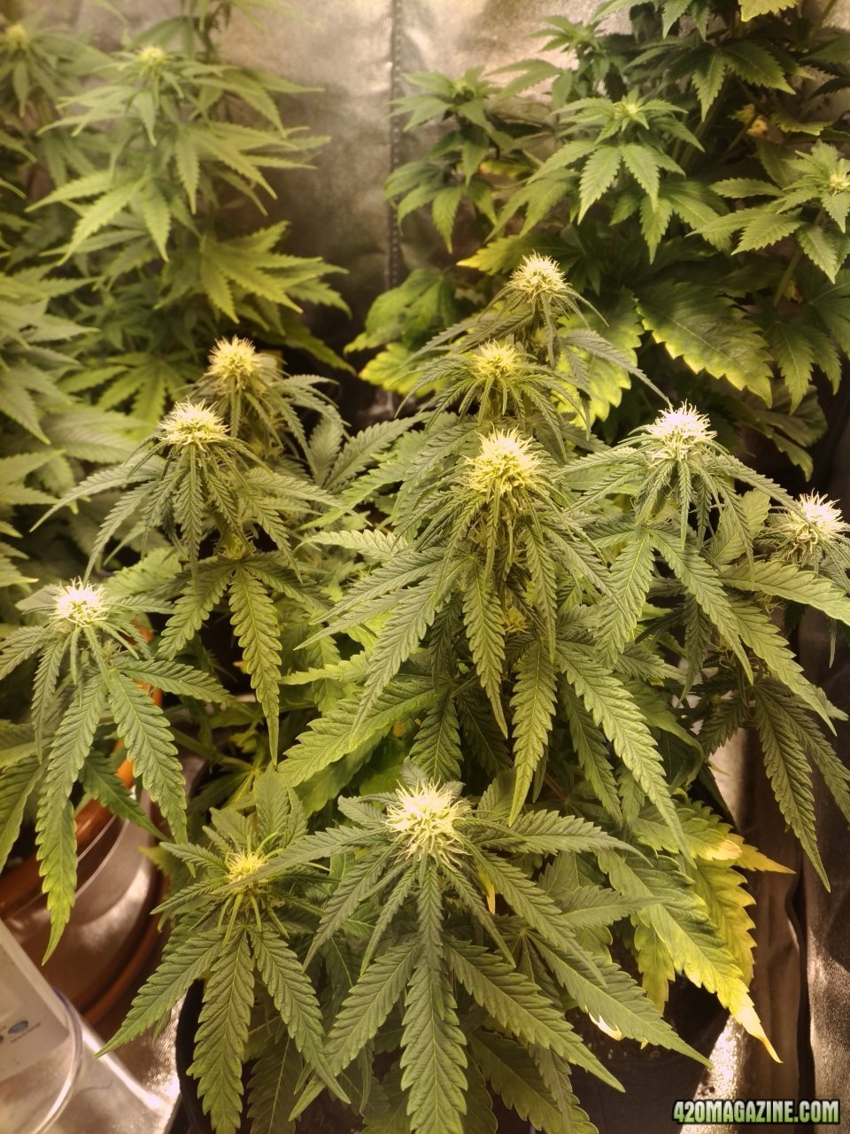 Critical Soma Day 20 of flower