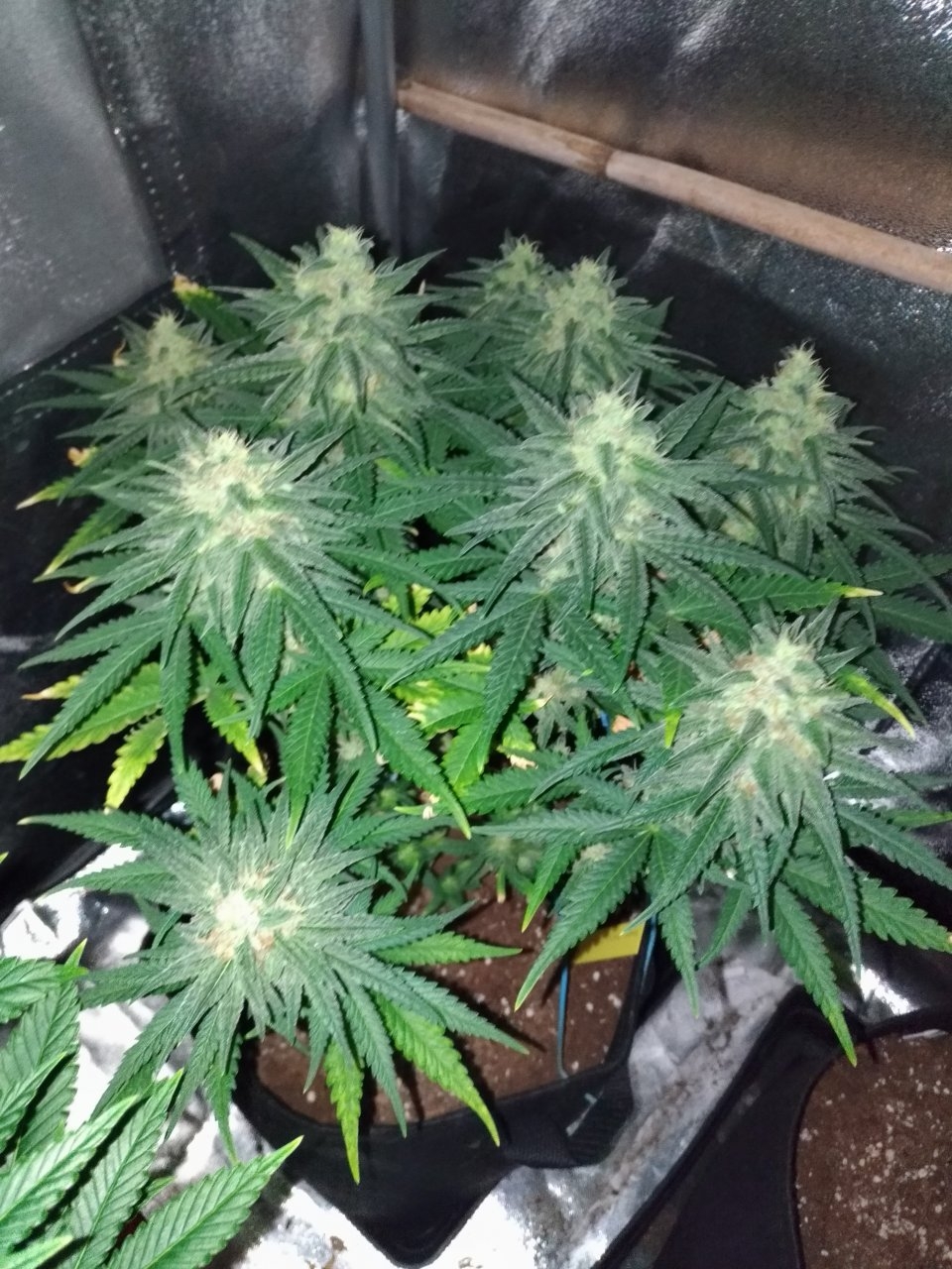 critical soma day 41 of flower