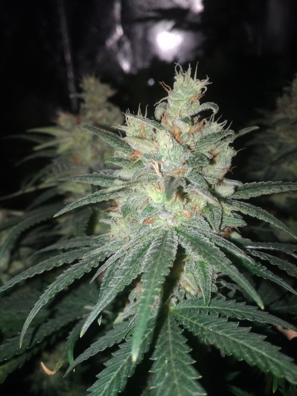 Critical Soma Day 53 of flower