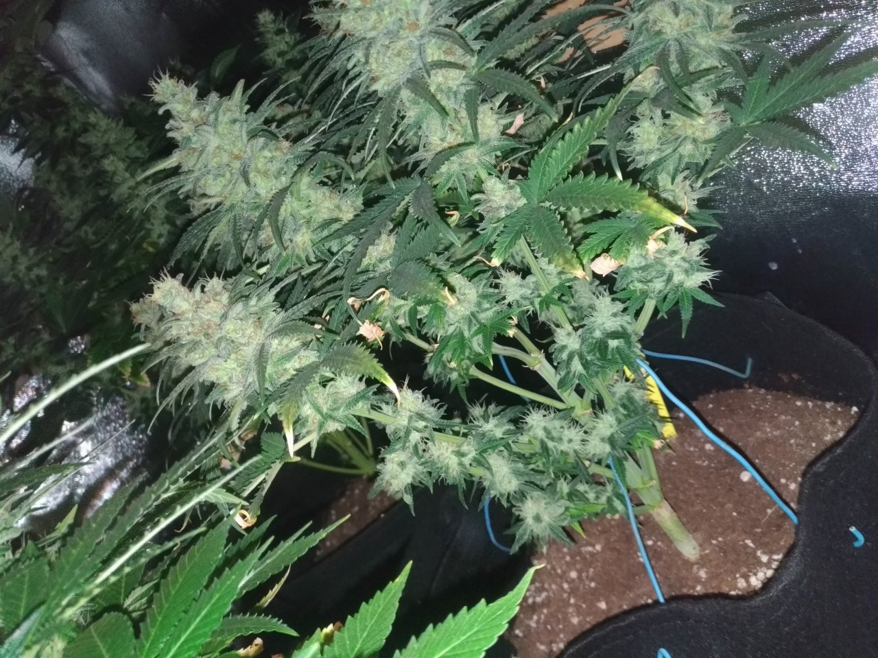 critical soma Day 53 of flower