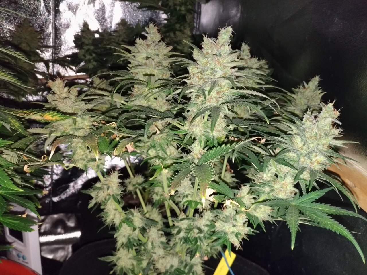 critical soma Day 61 of flower