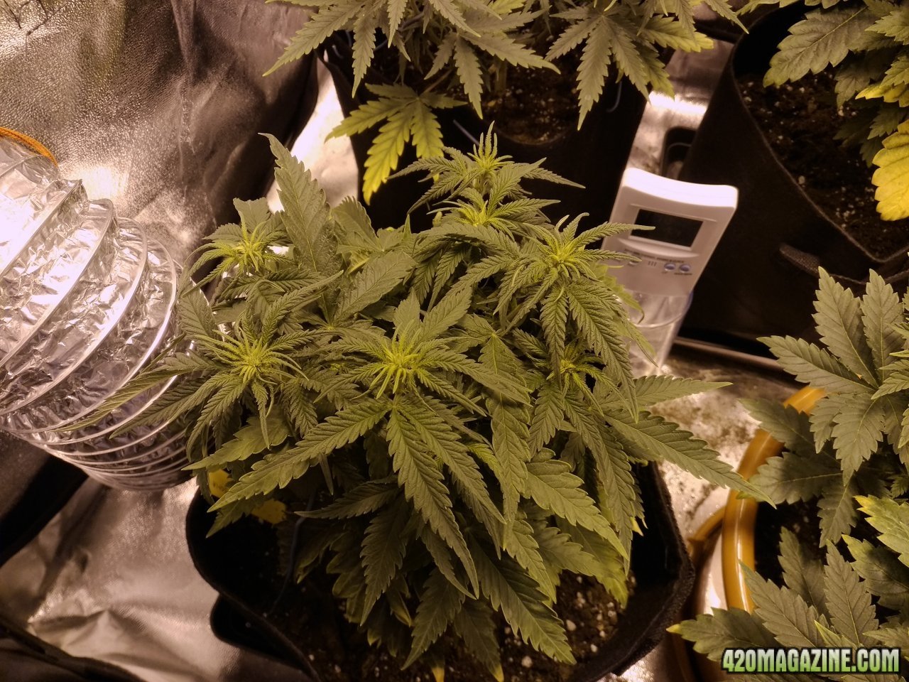 Critical soma day 8 of flower