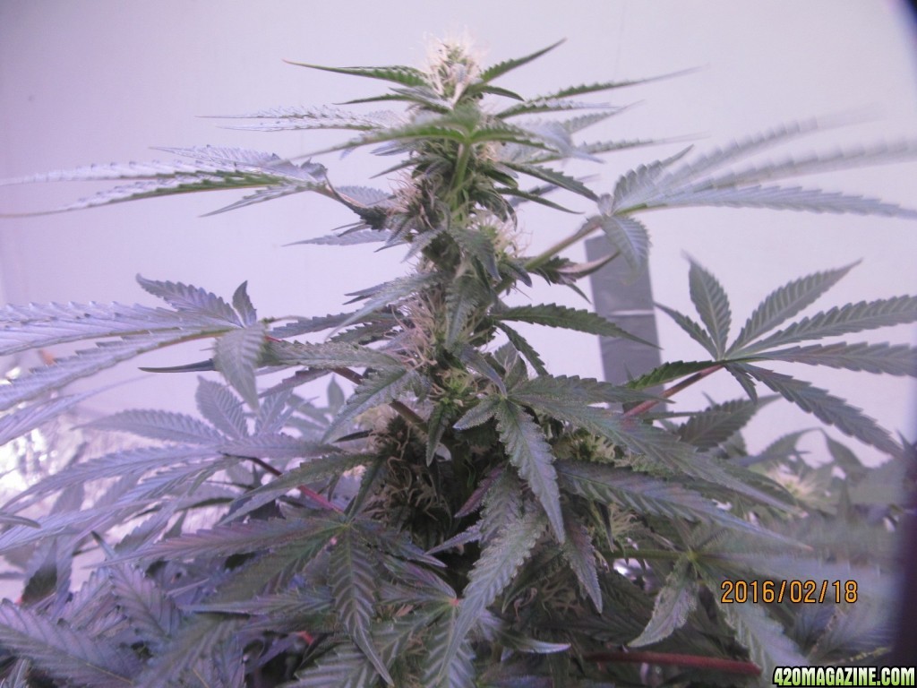 Crop King Candy Cane Auto