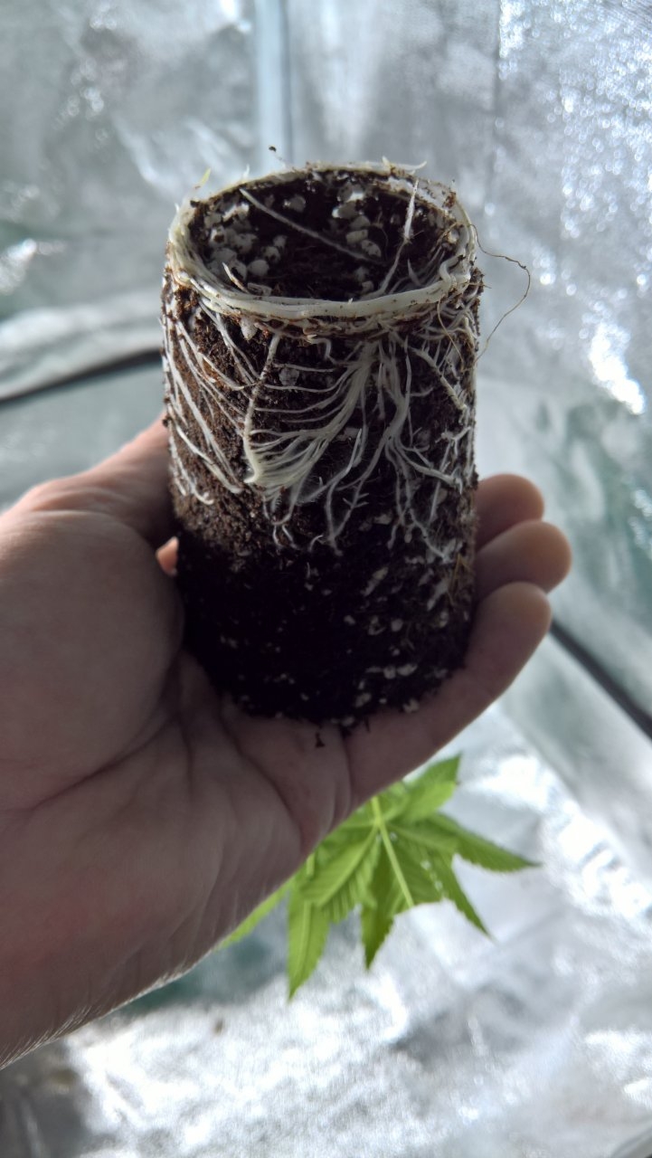 Cup size clone