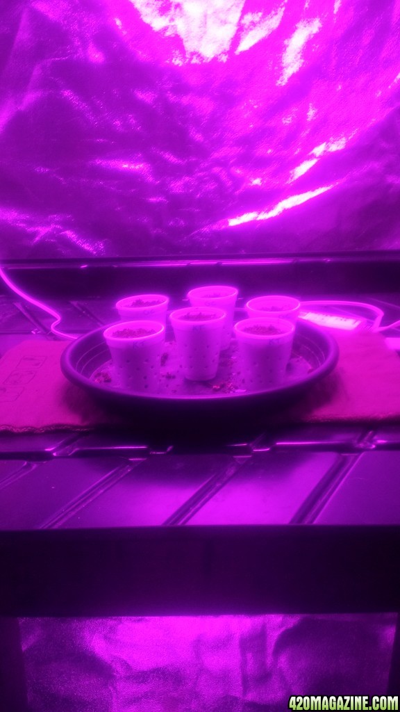 Cups 1 (germination day 3)
