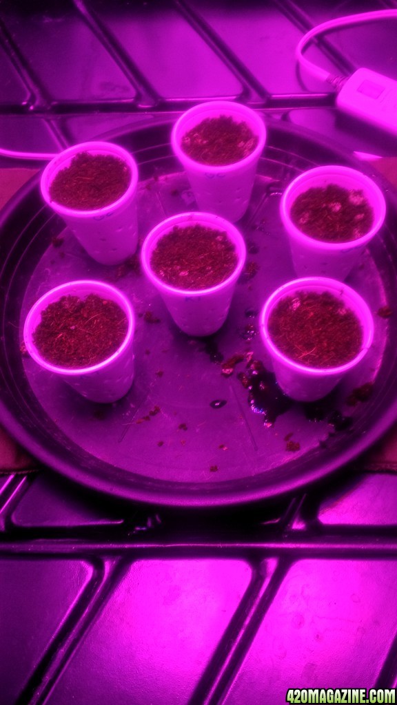 Cups 2 (germination day 3)